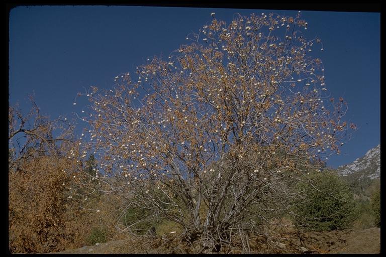 Aesculus californica (Spach) Nutt. resmi