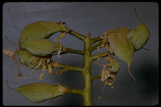 Image of California buckeye