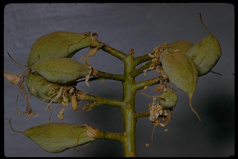 Aesculus californica (Spach) Nutt. resmi