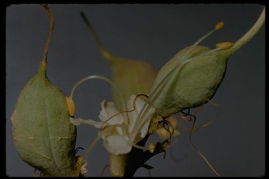 Aesculus californica (Spach) Nutt. resmi