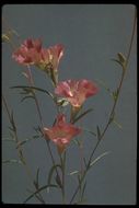 Clarkia purpurea subsp. viminea (Dougl.) F. H. Lewis & M. E. Lewis的圖片