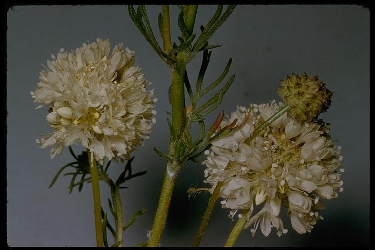 Image of bluehead gilia