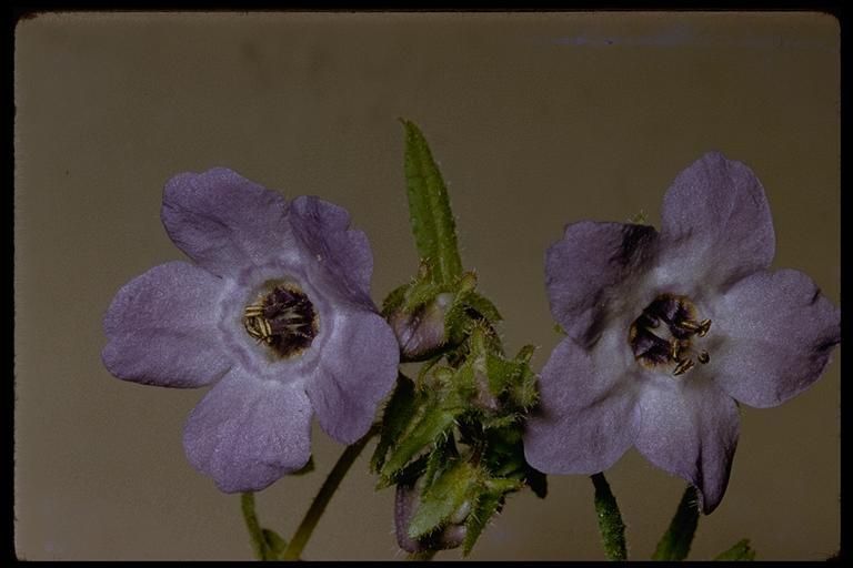 Image of blue fiestaflower