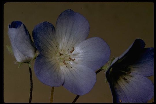 Image of baby blue eyes