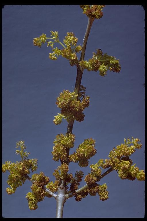 Слика од Fraxinus latifolia Benth.