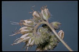 Image of Kaweah River phacelia