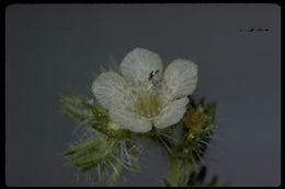 Phacelia cicutaria Greene resmi