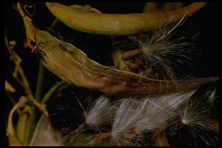 Image de Asclepias fascicularis Decne.