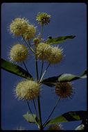 Image of common buttonbush