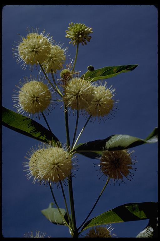 Image of common buttonbush