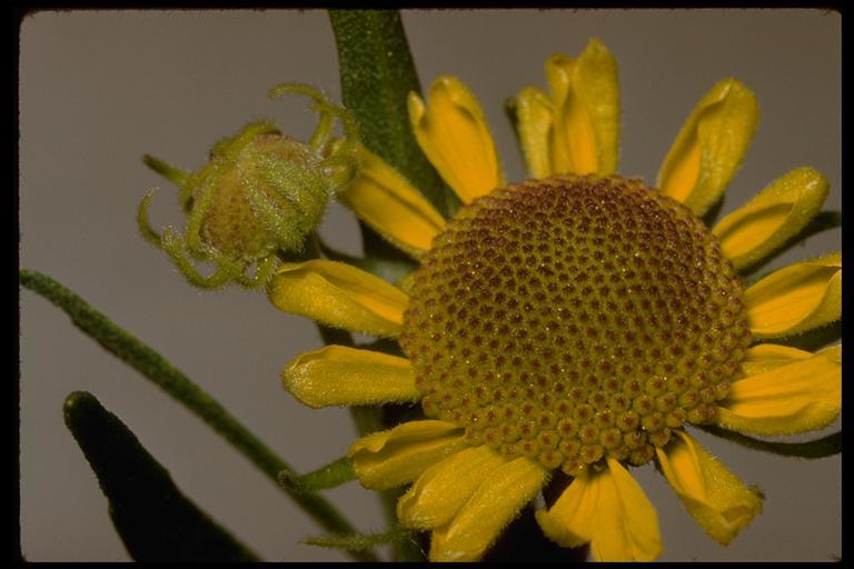 Image of Bigelow's sneezeweed