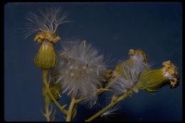 Image of Douglas' ragwort