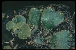 Image of Asterella californica (Hampe ex Austin) Underw.
