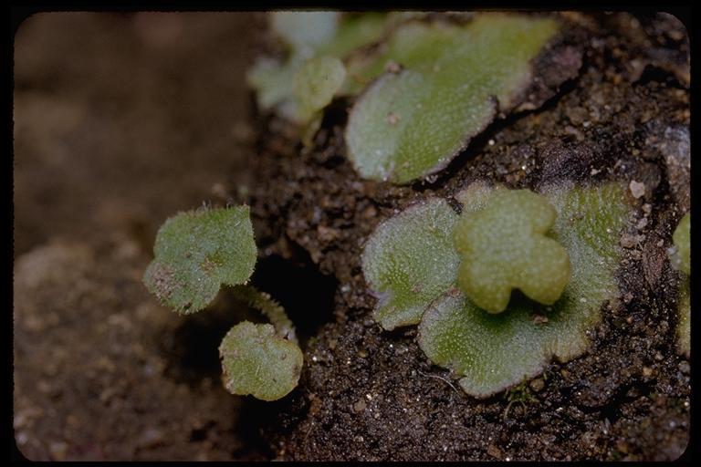 Image of Asterella californica (Hampe ex Austin) Underw.