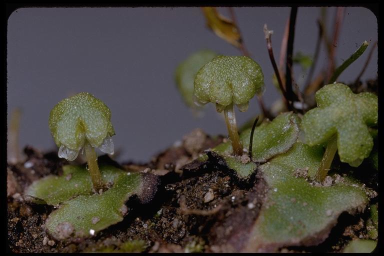 Image of Asterella californica (Hampe ex Austin) Underw.