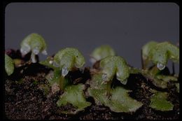 Image of Asterella californica (Hampe ex Austin) Underw.