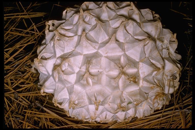 Image of Calvatia sculpta (Harkn.) Lloyd 1904