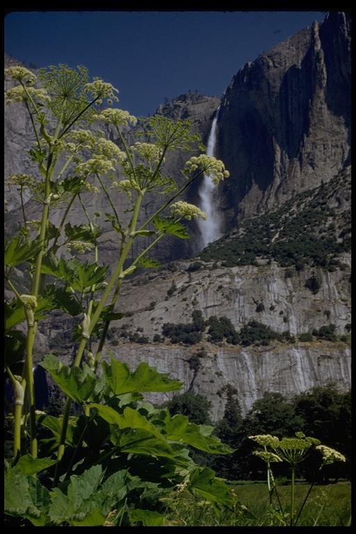 Plancia ëd Heracleum sphondylium subsp. montanum (Schleicher ex Gaudin) Briq.