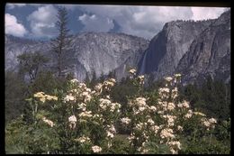 صورة Rhododendron occidentale (Torr. & Gray) A. Gray