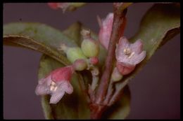 Image of Snowberry