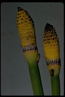 Image of smooth horsetail