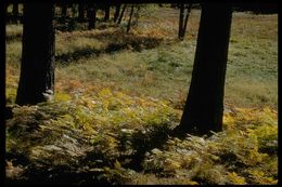 Image of Bracken