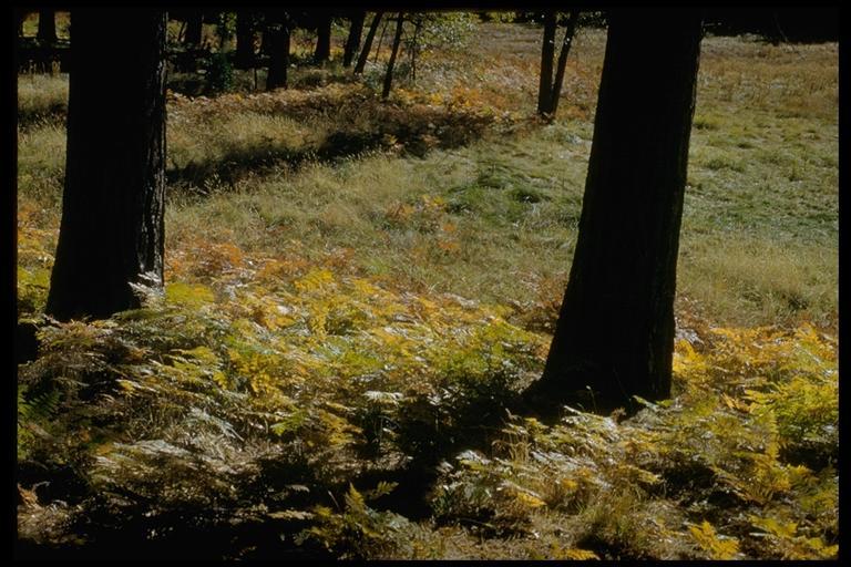 Image of Bracken