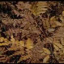 Image of Bracken