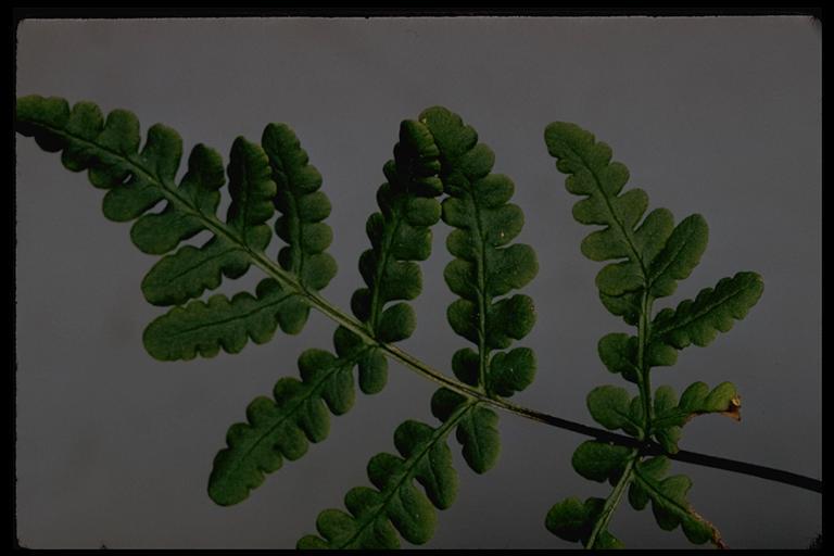 Image of goldback fern