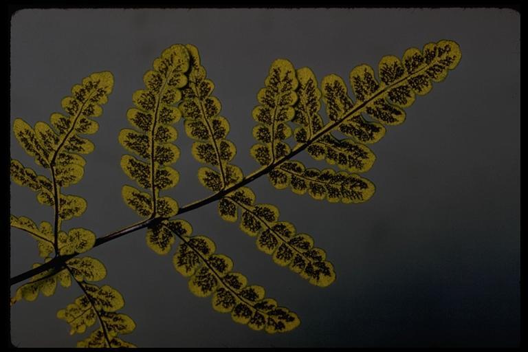 Image of goldback fern