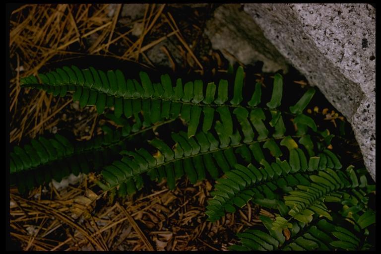 Sivun Polystichum munitum (Kaulf.) C. Presl kuva