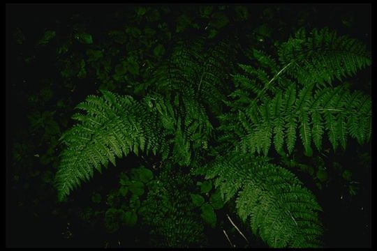 Image of <i>Athyrium filix-femina</i> var. <i>cyclosorum</i>