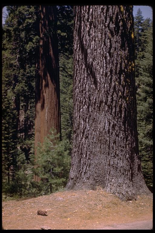 Image of sugar pine