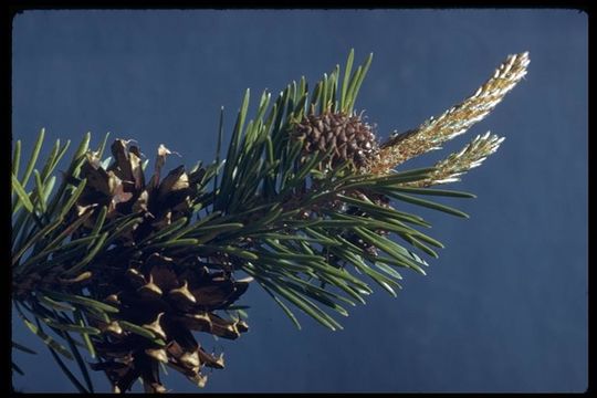 Image of Sierra lodgepole pine