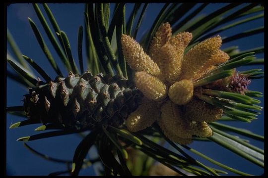 Image of Sierra lodgepole pine