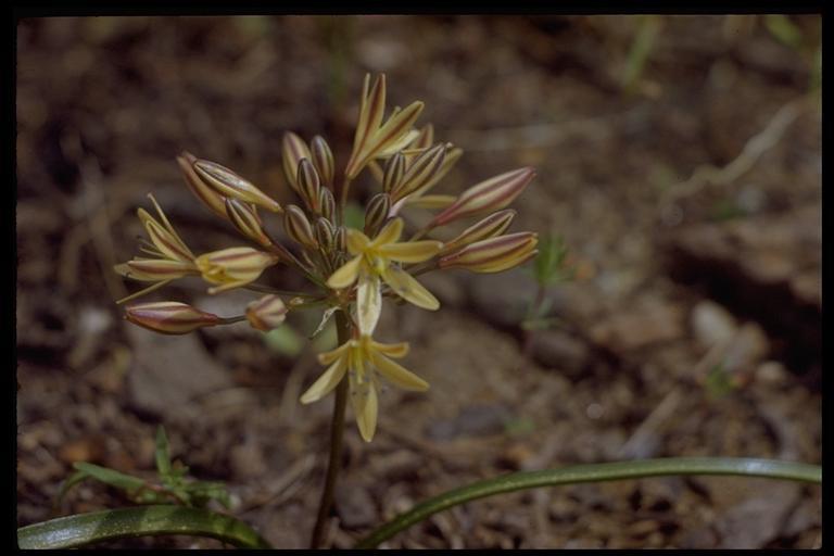 Слика од Triteleia ixioides subsp. scabra (Greene) L. W. Lenz