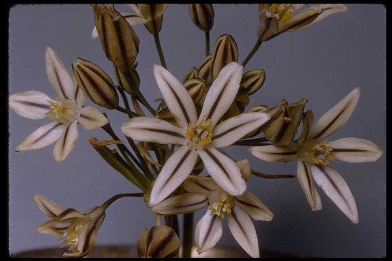 Слика од Triteleia ixioides subsp. scabra (Greene) L. W. Lenz