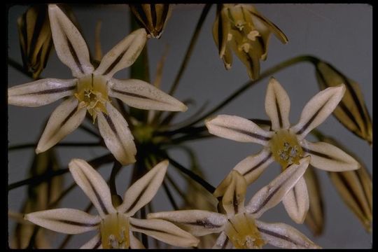 Слика од Triteleia ixioides subsp. scabra (Greene) L. W. Lenz