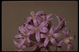 Sivun Dichelostemma multiflorum (Benth.) A. Heller kuva