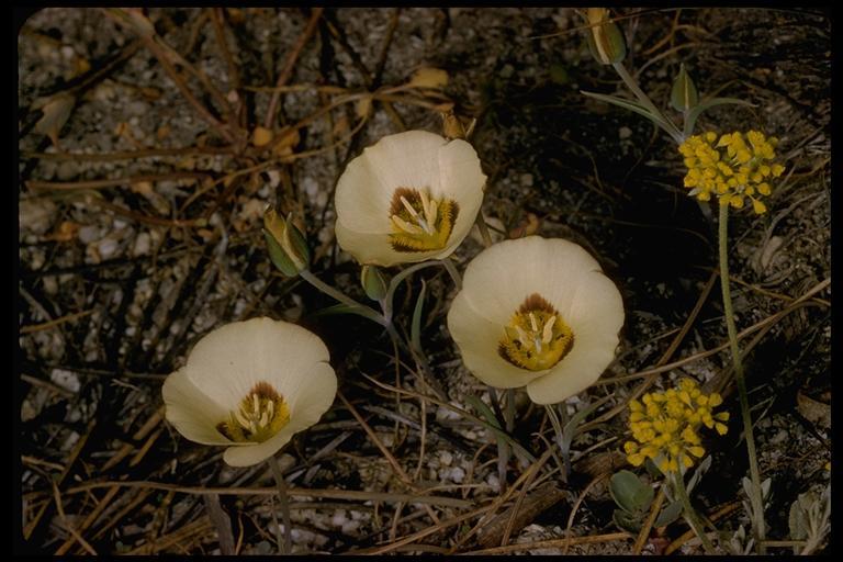 Calochortus leichtlinii Hook. fil. resmi