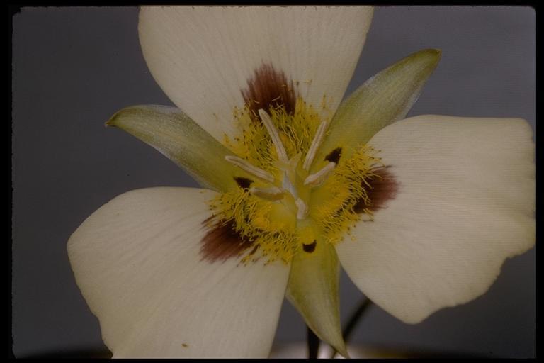 Calochortus leichtlinii Hook. fil. resmi