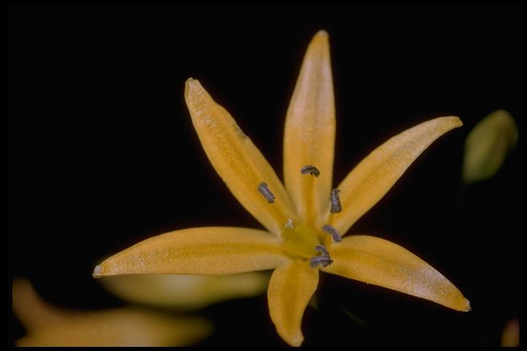 Image of Sierra triteleia