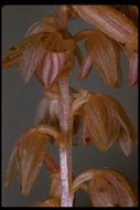 Image of Striped coralroot