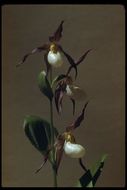 Imagem de Cypripedium montanum Douglas ex Lindl.