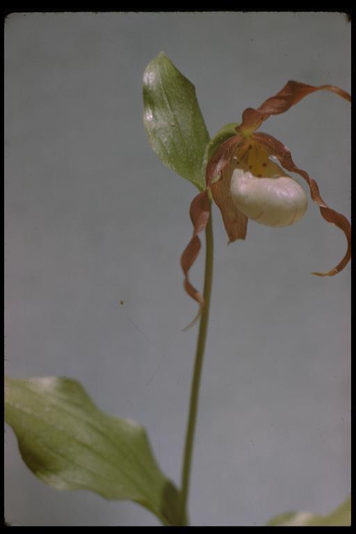 Imagem de Cypripedium montanum Douglas ex Lindl.