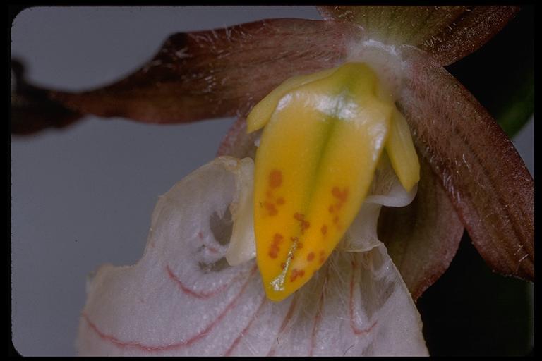 Imagem de Cypripedium montanum Douglas ex Lindl.