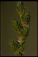 Image of Green-Sheath Sedge