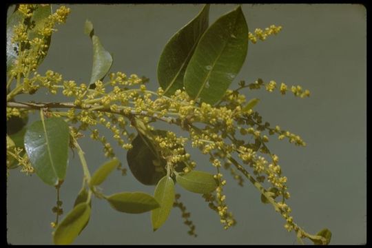 Слика од Quercus chrysolepis Liebm.