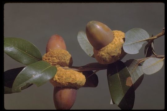 Слика од Quercus chrysolepis Liebm.