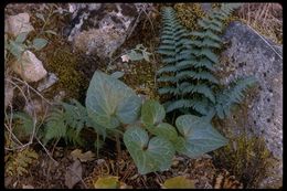 Image de Asarum hartwegii S. Wats.